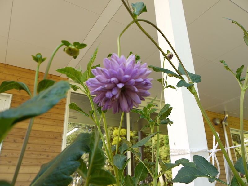 ダリア ハイカラさん