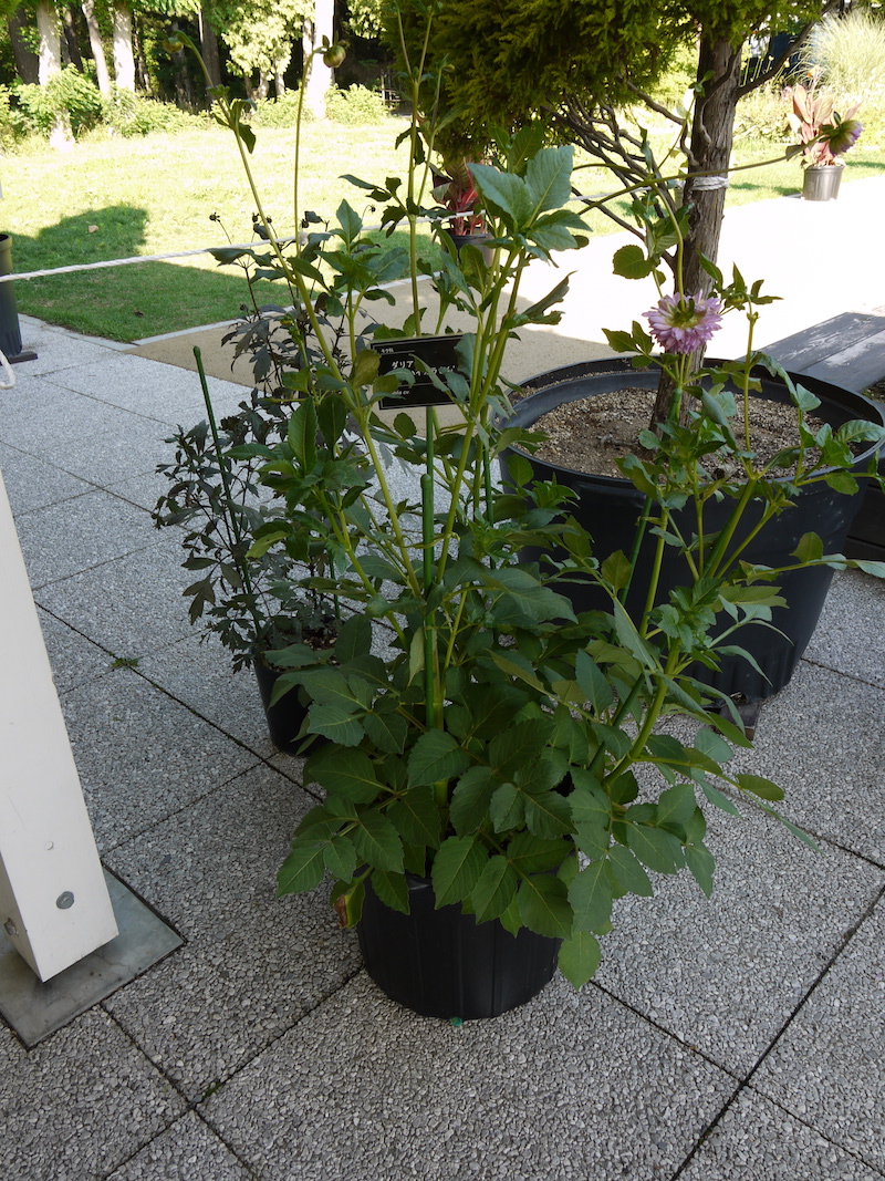 ダリア ハイカラさん