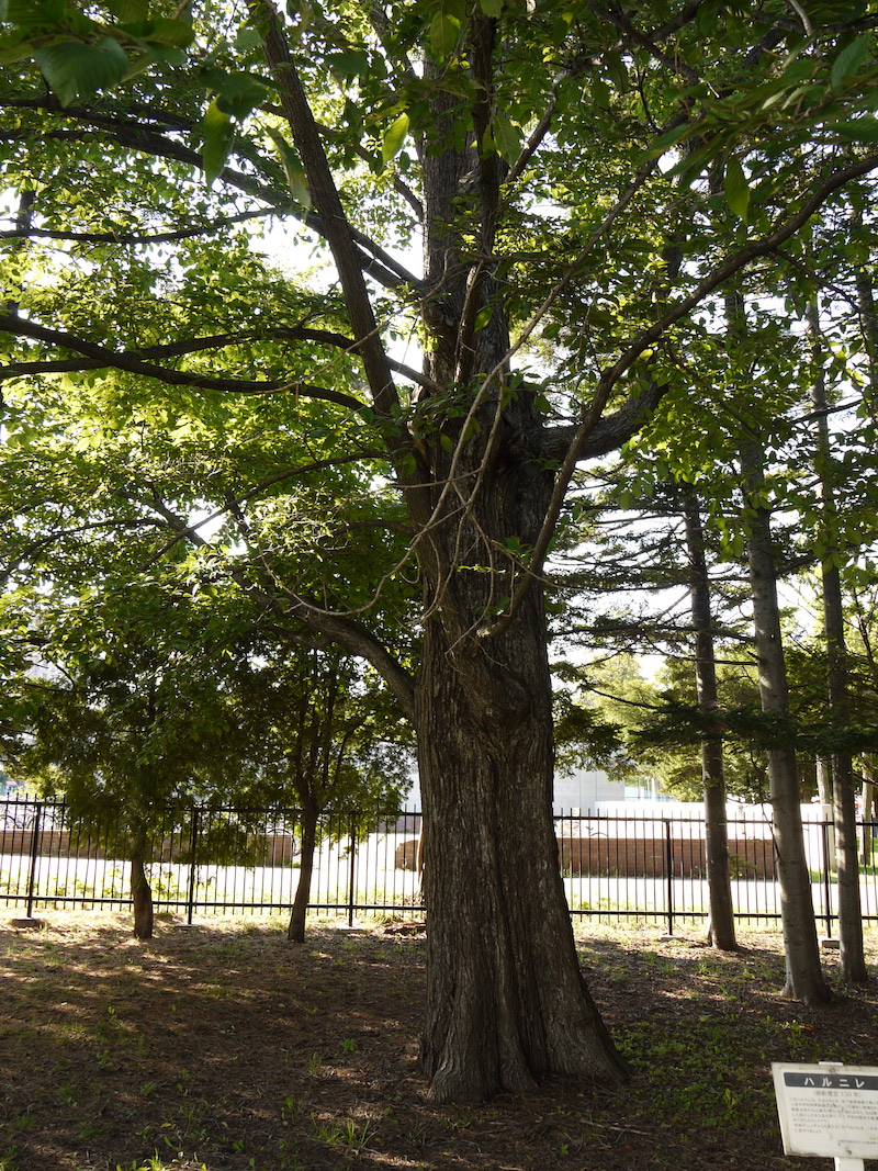 ハルニレ(Ulmus davidiana var. japonica)