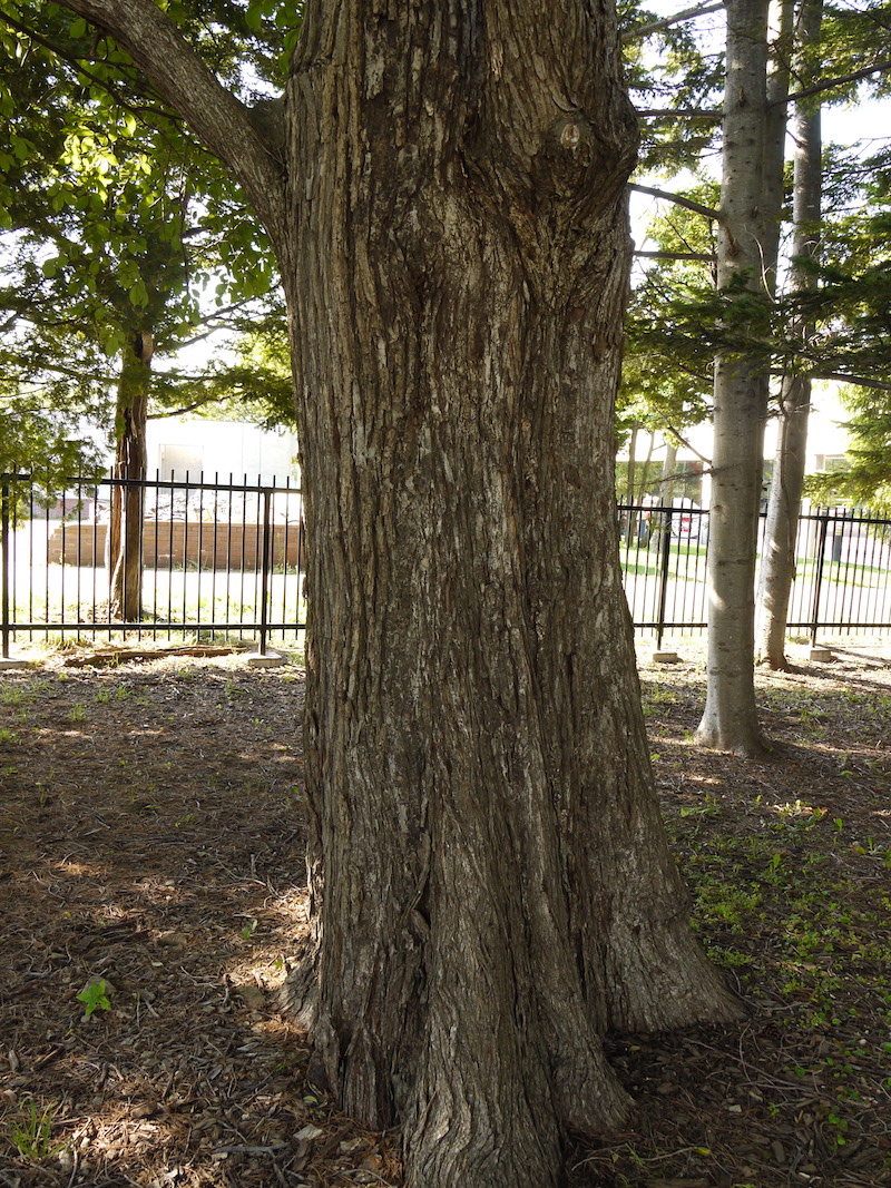 ハルニレ(Ulmus davidiana var. japonica)