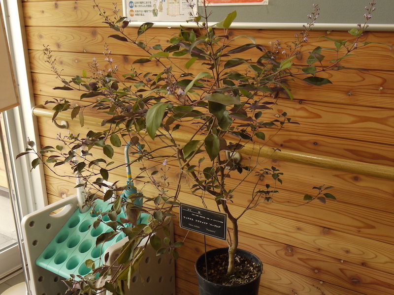 ウィテクス トリフォリア ‘パープレア’(Vitex trifolia ‘Purpurea’)