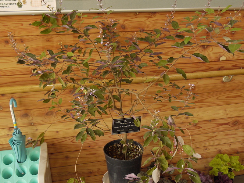 ウィテクス トリフォリア ‘パープレア’(Vitex trifolia ‘Purpurea’)