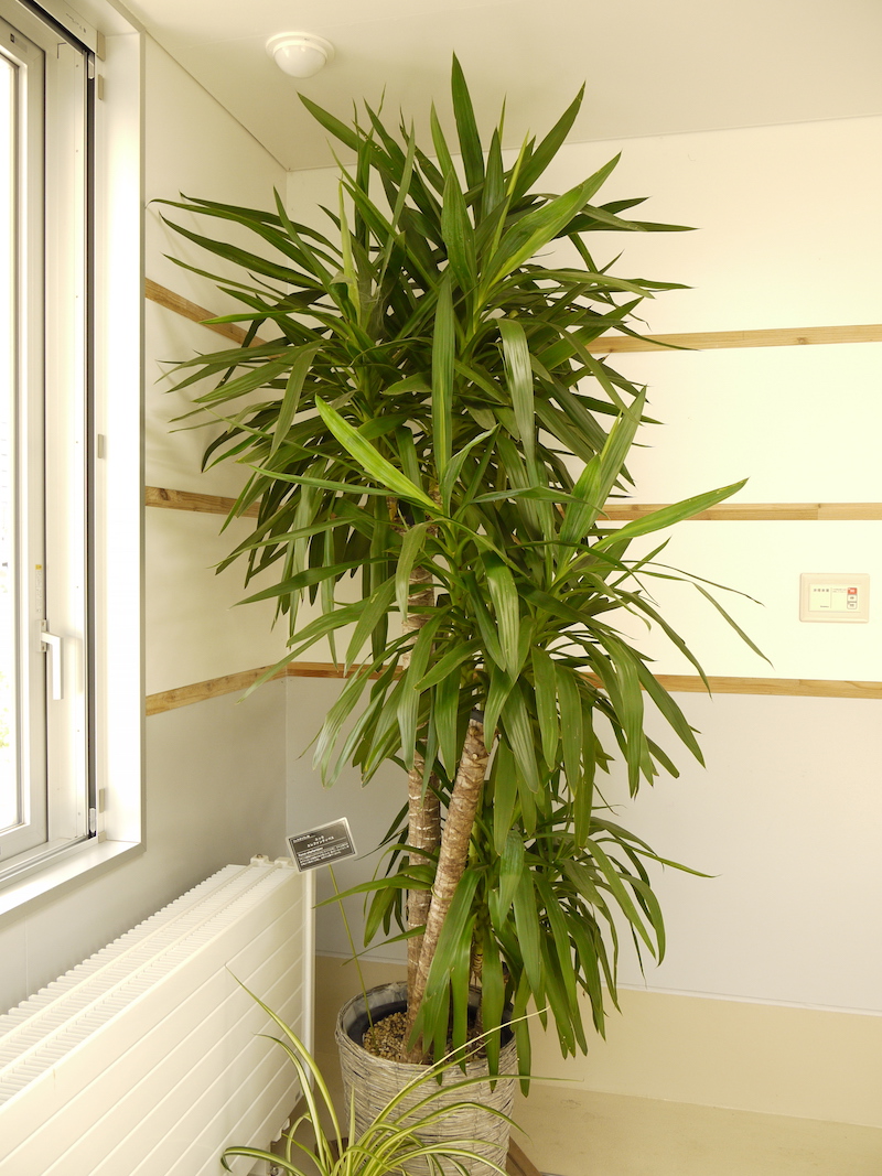 ユッカ エレファンティペス(Yucca elephantipes)