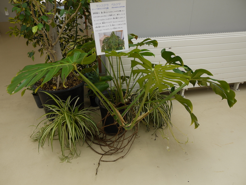 モンステラ ペルツサ(Monstera pertusa)