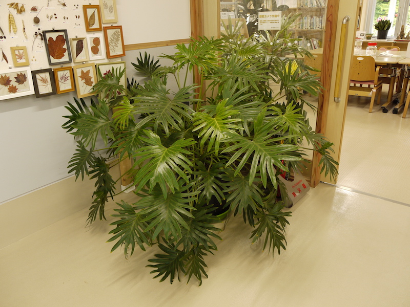 フィロデンドロン セロウム(Philodendron selloum)