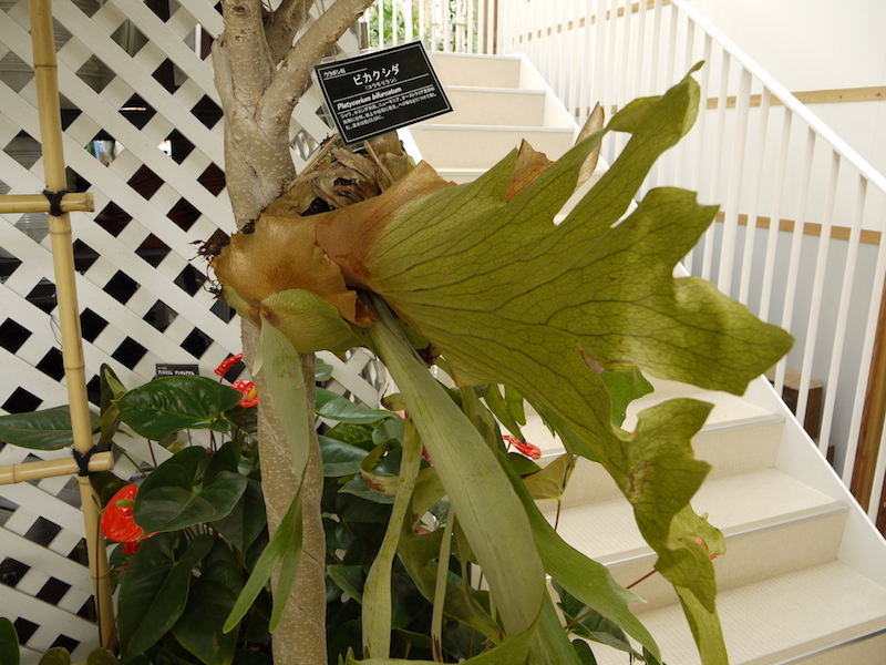 ビカクシダ(Platycerium bifurcatum)