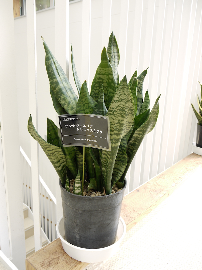 サンセヴィエリア トリファスキアタ(Sansevieria trifasciata)