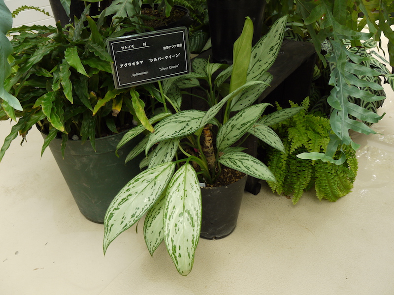 アグラオネマ ‘シルバークイーン’(Aglaonema ‘Silver Queen’)
