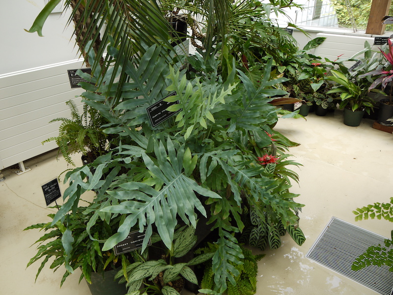 フレボディウム アウレウム ‘ブルースター’(Phlebodium aureum ‘Blue Star’)