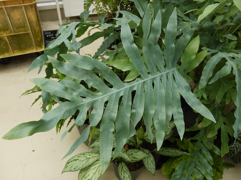フレボディウム アウレウム ‘ブルースター’(Phlebodium aureum ‘Blue Star’)