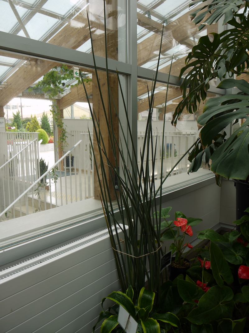 ストレリチア・レギナエ・ユンケア(Strelitzia reginae var. juncea)