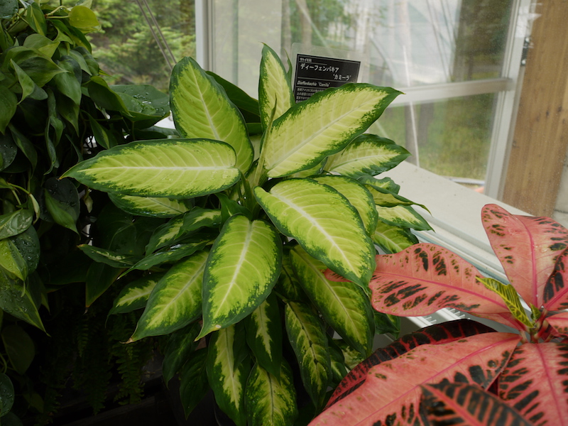 ディーフェンバキア ‘カミラ’(Dieffenbachia ‘Camilla’)