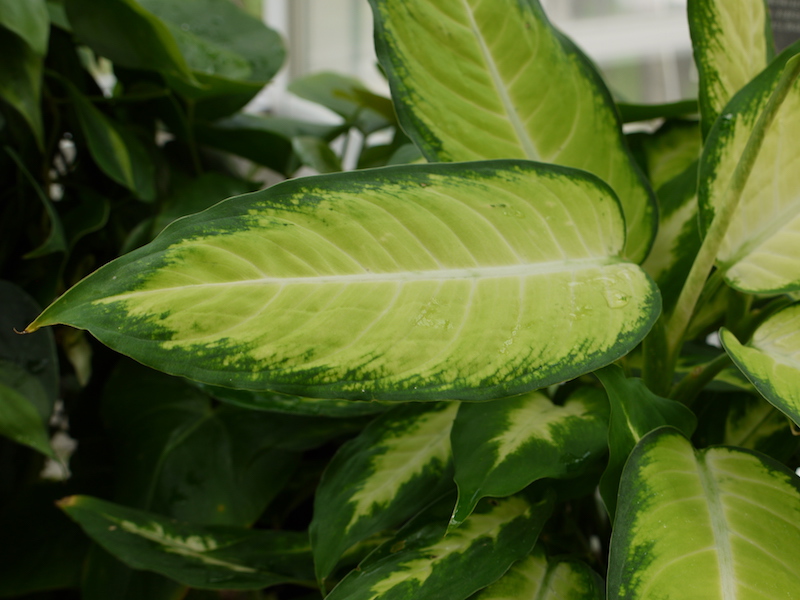 ディーフェンバキア ‘カミラ’(Dieffenbachia ‘Camilla’)