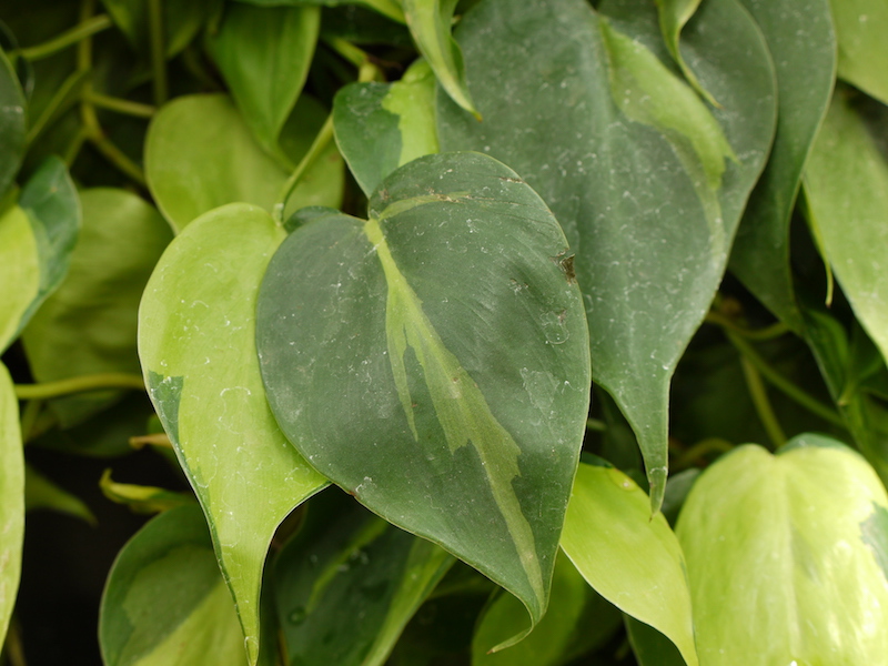 フィロデンドロン オクシカルディウム(Philodendron oxycardium cv.)