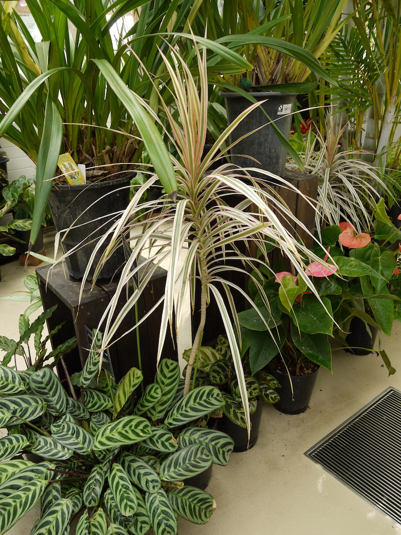 Dracaena concinna ‘Tricolor’