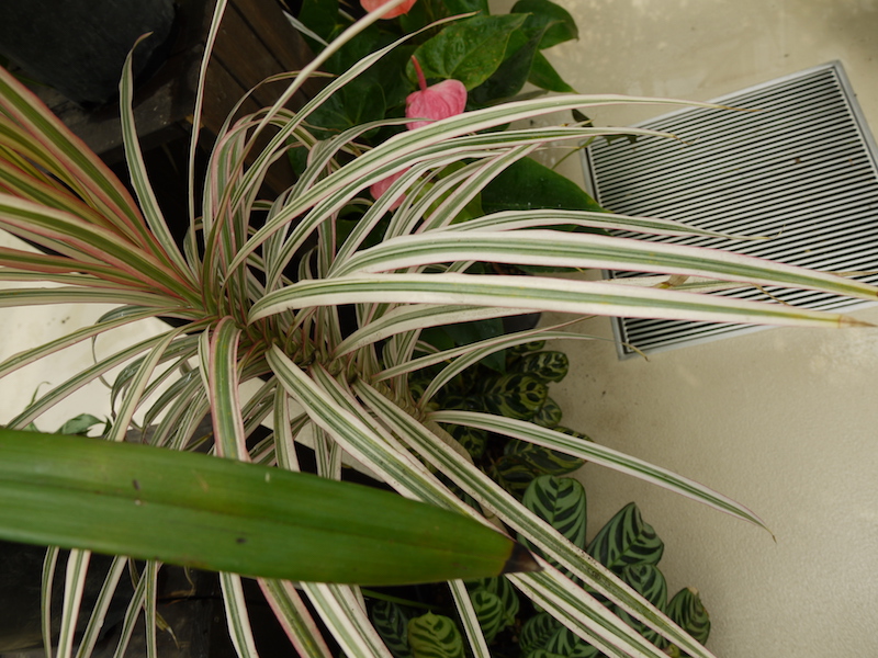 Dracaena concinna ‘Tricolor’