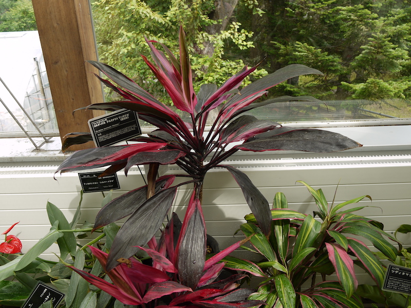 コルディリネ テルミナリス ‘アイチアカ’(Cordyline terminalis ‘Aichiaka’)