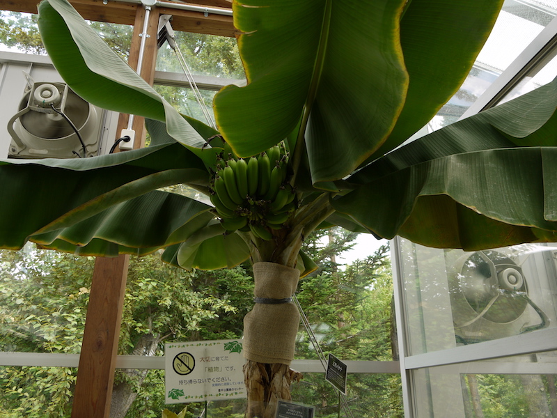 三尺バナナ(Musa acuminata ‘Dwarf Cavendish’)