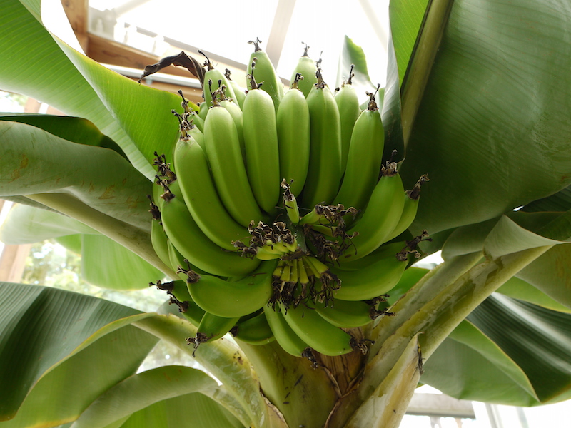 三尺バナナ(Musa acuminata ‘Dwarf Cavendish’)