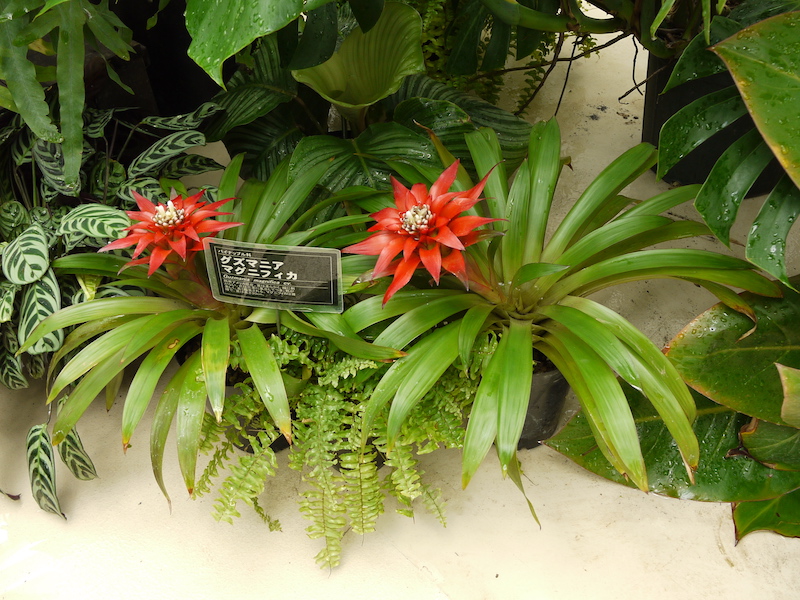 グズマニア マグニフィカ(Guzmania magnifica cv.)