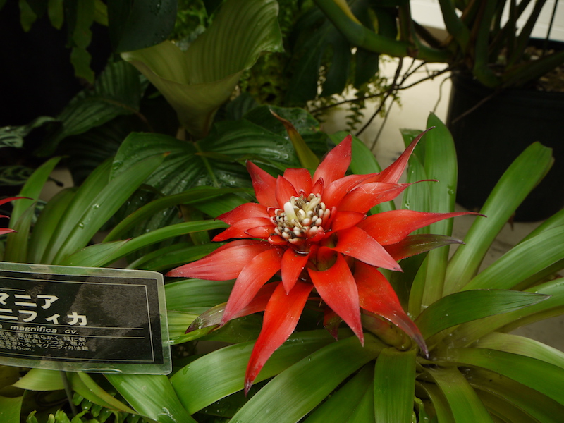 グズマニア マグニフィカ(Guzmania magnifica cv.)