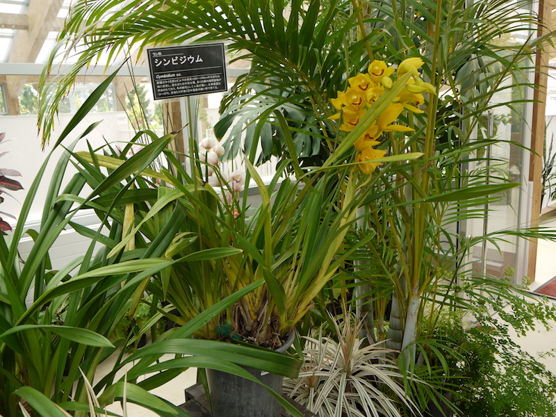 シンビジウム(Cymbidium cv.)