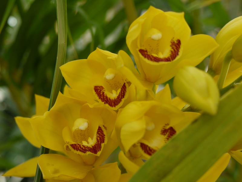 シンビジウム(Cymbidium cv.)