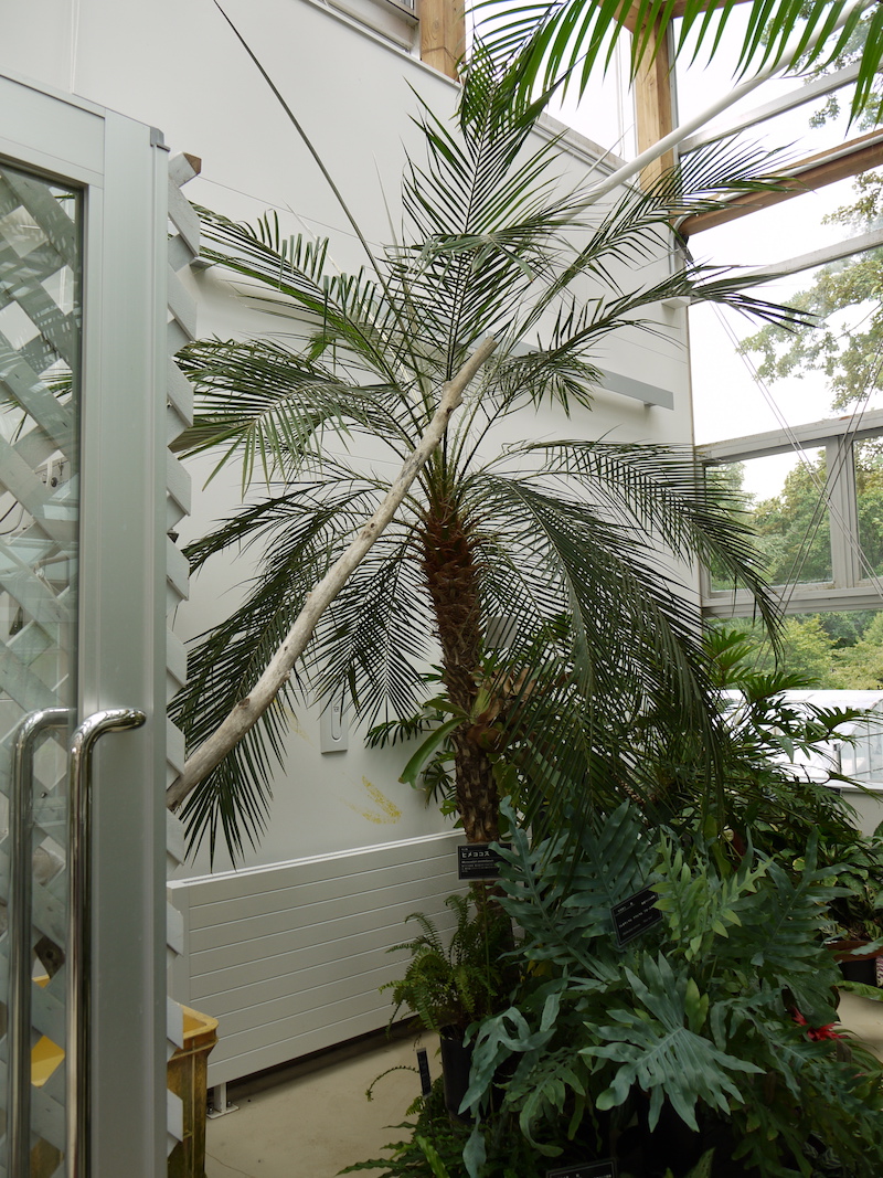 ヒメココス(Microcoelum weddellianum)