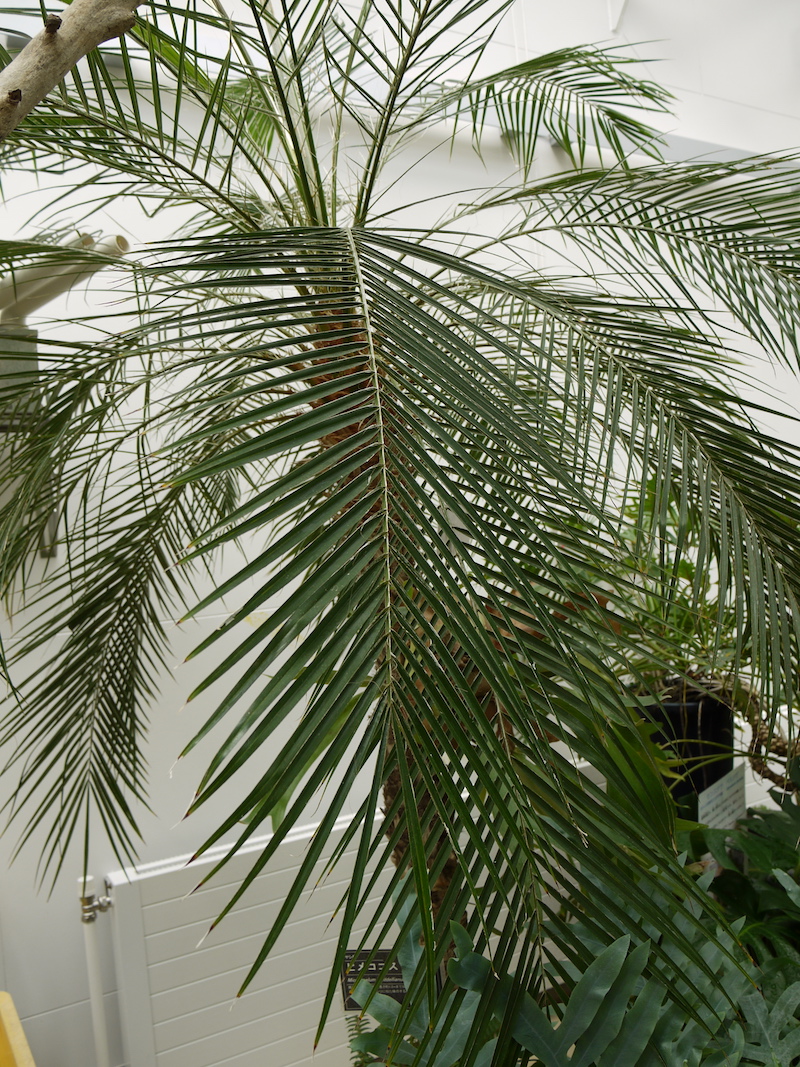 ヒメココス(Microcoelum weddellianum)