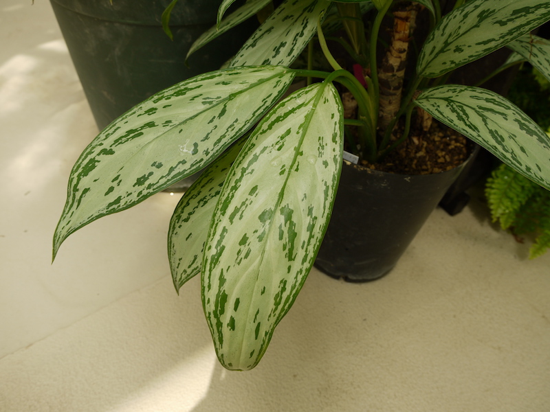 アグラオネマ ‘シルバークイーン’(Aglaonema ‘Silver Queen’)