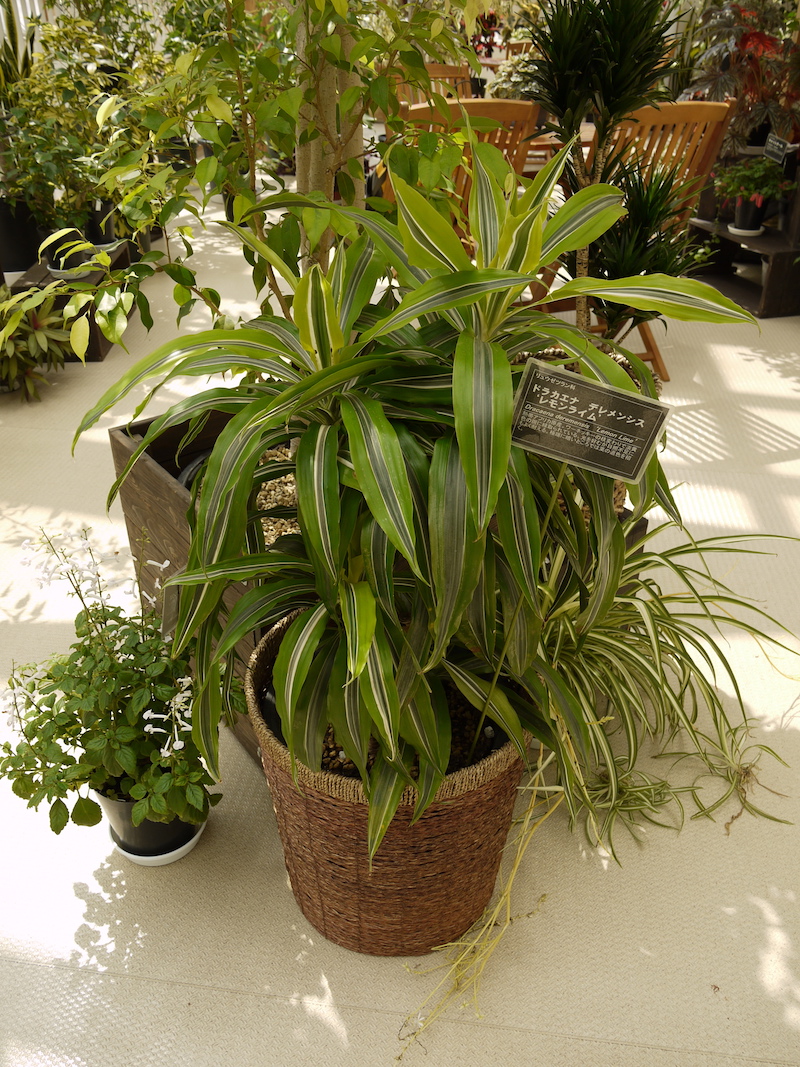 Dracaena deremensis ‘Lemon Lime’