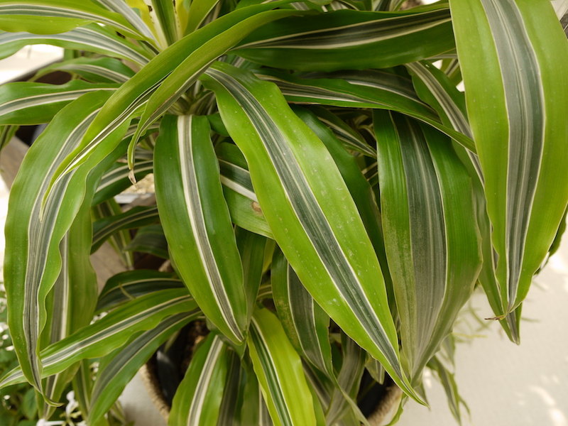 Dracaena deremensis ‘Lemon Lime’