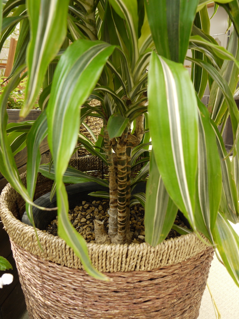 Dracaena deremensis ‘Lemon Lime’