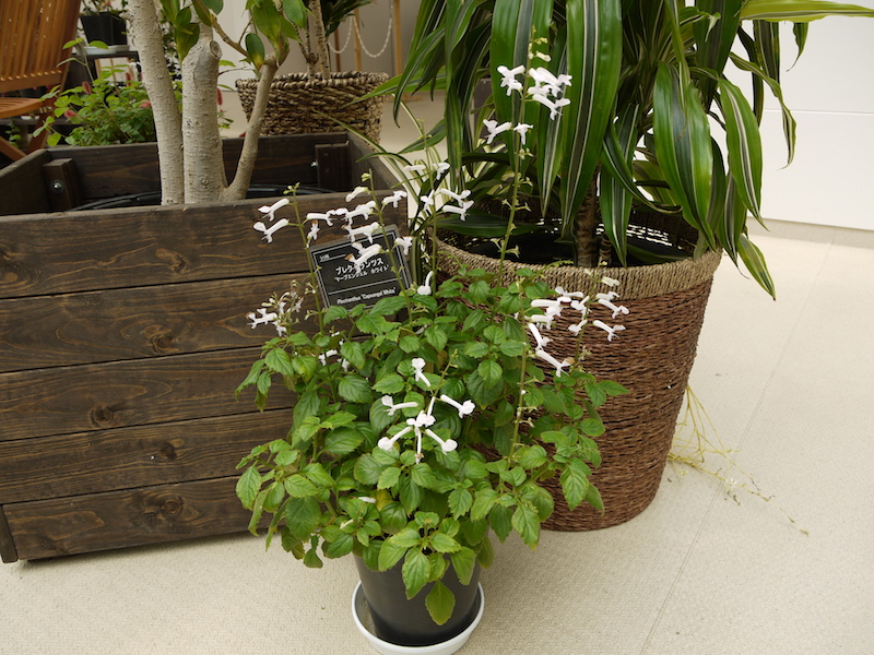 Plectranthus ‘Capeangel White’