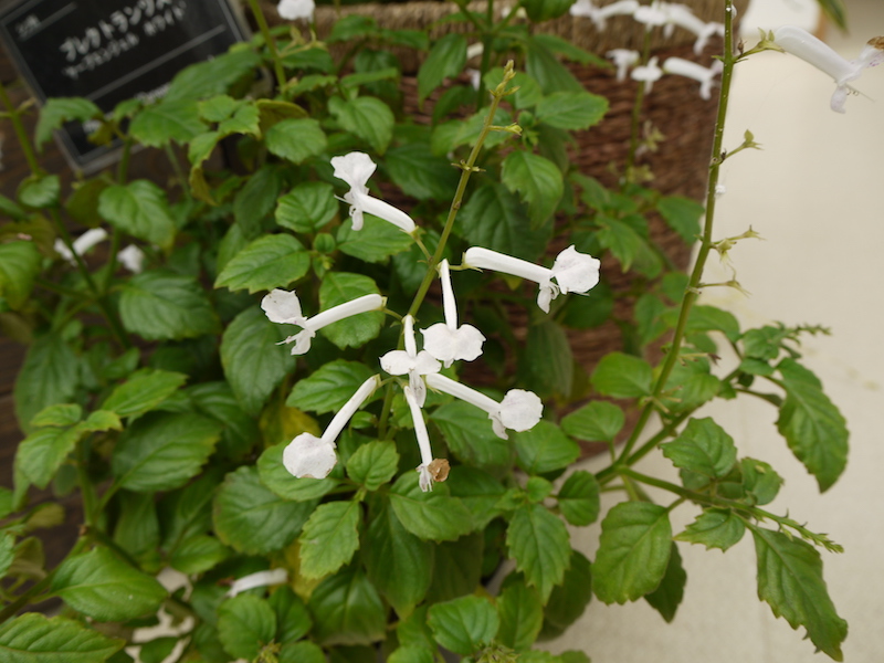 Plectranthus ‘Capeangel White’