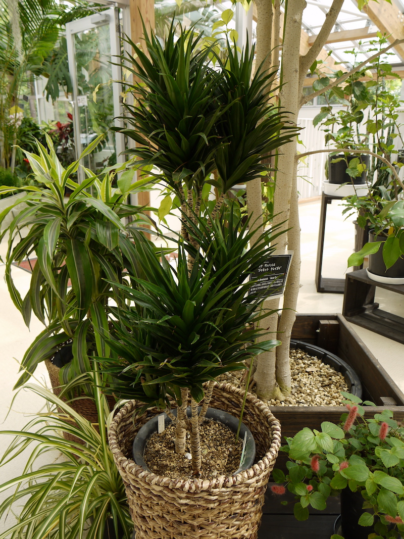 Dracaena deremensis ‘Janet Craig’