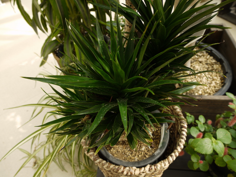 Dracaena deremensis ‘Janet Craig’