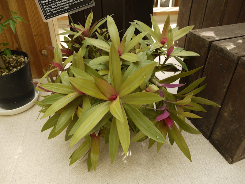 ムラサキオモト ‘イエロースター’(Rhoeo spathacea ‘Yellow Star’)