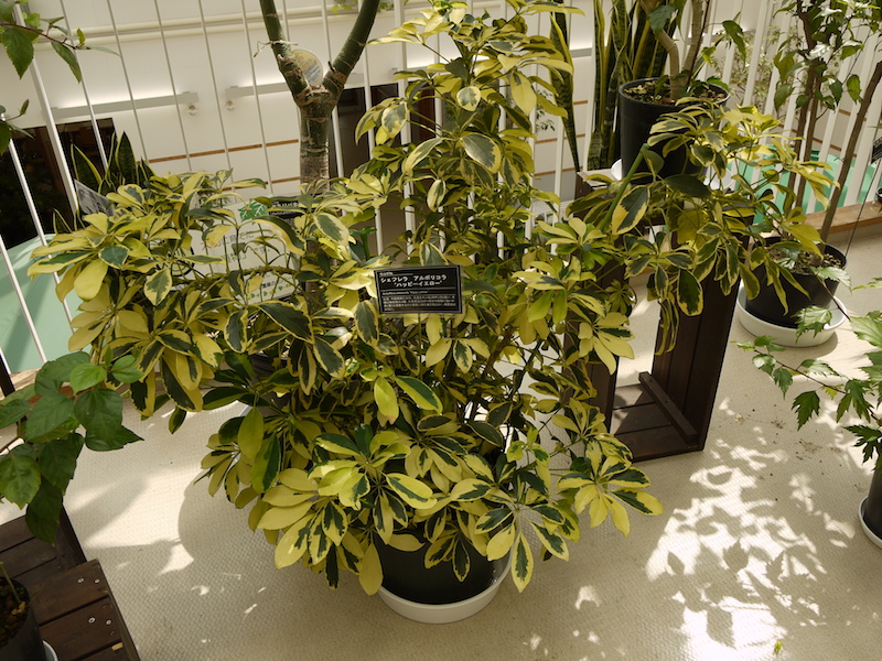 シェフレラ アルボリコラ ‘ハッピーイエロー’(Schefflera arboricola ‘Happy Yellow’)