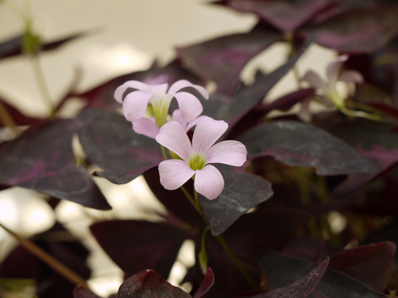 オキザリス・レグネリー ‘トライアングラリス’(Oxalis regnellii ‘Triangularis’)