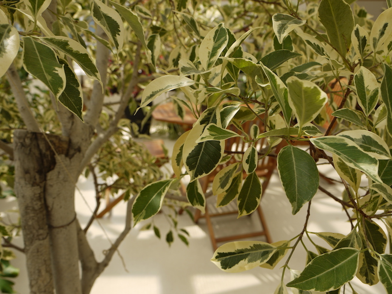 フイリベンジャミン(Ficus benjamina ‘Variegata’)