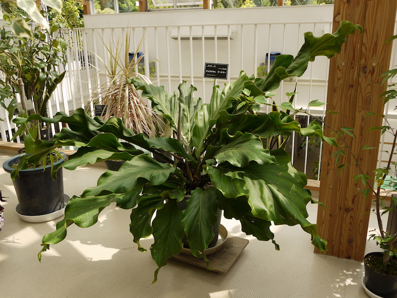 アンスリウム フーケリー(Anthurium hookeri)