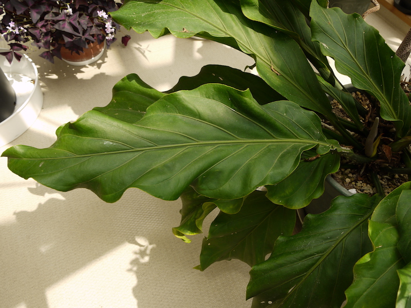 アンスリウム フーケリー(Anthurium hookeri)