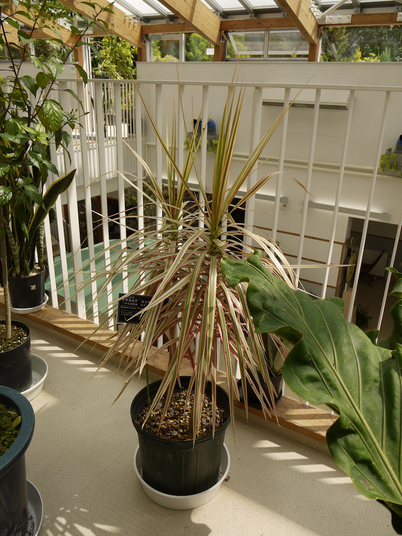 Dracaena concinna ‘Tricolor Rainbow’