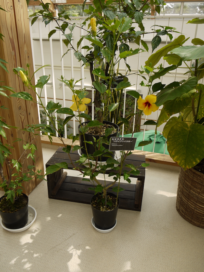 ヒビスクス ‘ハワイアンイエロー’(Hibiscus ‘Hawaiian Yellow’)