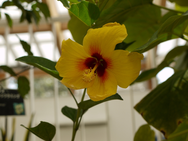 ヒビスクス ‘ハワイアンイエロー’(Hibiscus ‘Hawaiian Yellow’)
