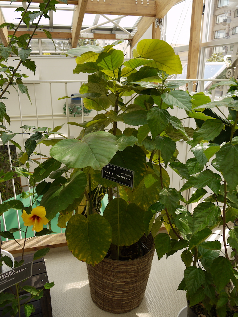 フィクス ウンベラータ(Ficus umbellata)