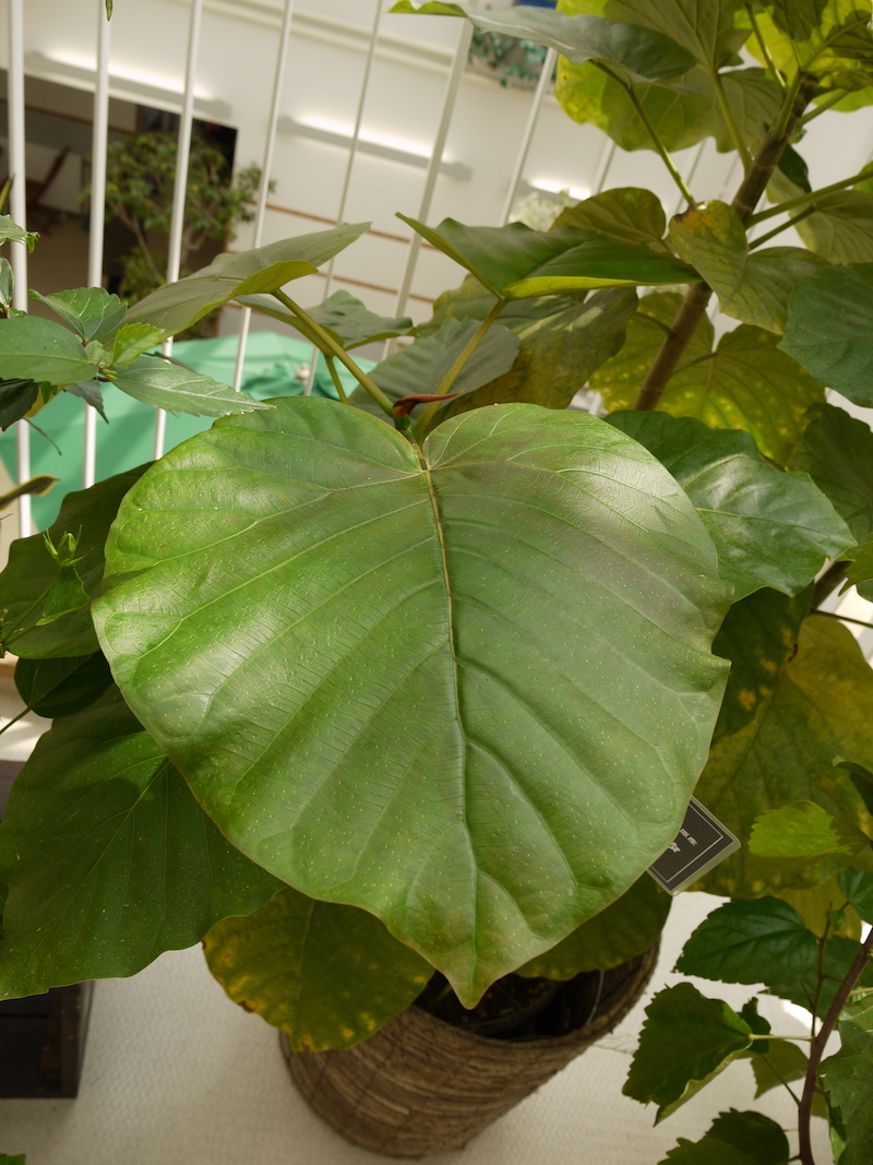 フィクス ウンベラータ(Ficus umbellata)
