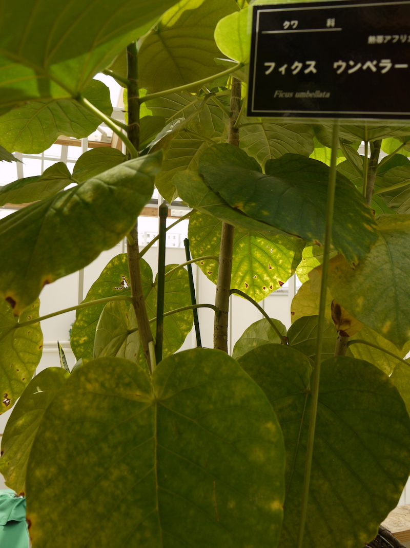 フィクス ウンベラータ(Ficus umbellata)