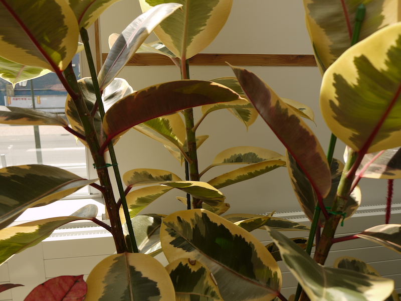 インドゴムノキ ‘デコラ トリコロル’(Ficus elastica ‘Decora Tricolor’)